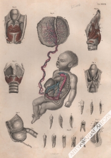 [rycina, 1871] Foetalkreislauf, Kehlkopfmuskeln, Zahne (tab.XXXVII)