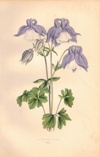 [rycina, 1873] Aquilegia Alpina (Orlik alpejski)