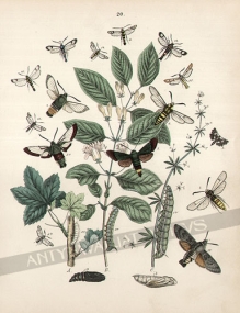 [rycina, 1882] [Motyle z rodziny Zawisakowate, Przeglądki i Przezierniki (Sphingidae - Thyridiae - Sesiidae)]