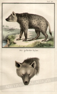 [rycina, 1857]  Die gefleckte Hyane [Hiena cętkowana]