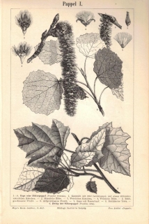 [rycina, ok. 1895] Pappel I-II [topola]