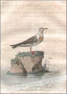 [rycina, 1821] Larus erythropus. Die grauliche Meve [mewa]