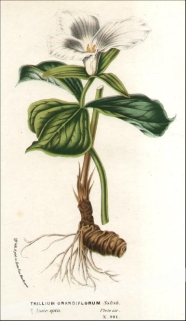 [rycina, ok.1880] Trillium Grandiflorum
