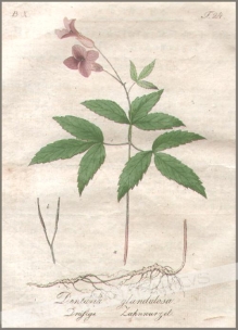[rycina, 1821] Dentaria glandulosa. Drufige Zahnnurzel [Żywiec gruczołowaty]