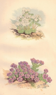 [rycina, 1873] Androsace Villosa [Naradka kosmata] Saxifraga Oppositifolia [Skalnica naprzeciwlistna]