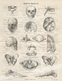 [rycina, 1897] Skelett des Menschen II [Szkielet człowieka]