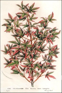 [rycina, ok.1862] Acer Polymorphum  [Klon palmowy]