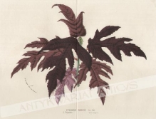 [rycina, ok. 1880] Artocarpus Cannonii Hort. Bull., Polynesie