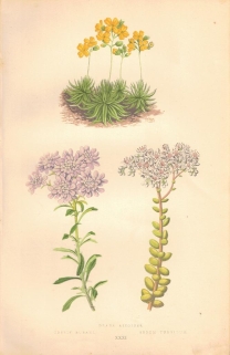 [rycina, 1873] Draba Aizoides (Głodek mrzygłód) Iberis Bubani (Ubiorek) Sedum Turgidum (Sedum Rozchodnik)