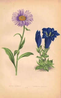 [rycina, 1873] Aster Alpinus [Aster alpejski] Gentiana Acaulis [Goryczka bezłodygowa]