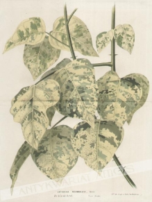 [rycina, ok. 1880] Erythrina Marmorata, Veitch