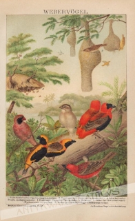 [rycina, 1898] Webervögel. [ptaki wikłaczowate (Ploceidae)]