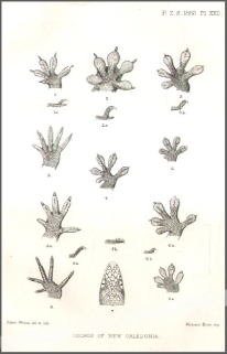 [rycina, 1883] Geckos of New Caledonia  [gekony]