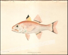 [rycina, 1905]. Apogon Menesemus Jenkins. Natural Size