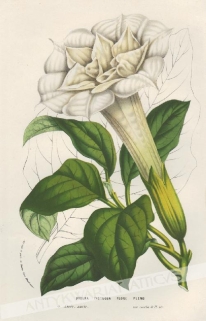 [rycina, 1861] Datura Fastuosa Flore Pleno [bieluń wspaniały, rodzina psiankowate]