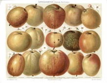 [rycina, 1897] Apfelsorten (System Diel-Lucas) [gatunki jabłek]
