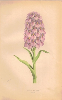 [rycina, 1873] Orchis Foliosa (Kukułka, storczyk)
