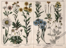 [rycina, 1887] Aster Amellus i inne [Aster gawędka, stokroć, złocień, rumianek i inne]]