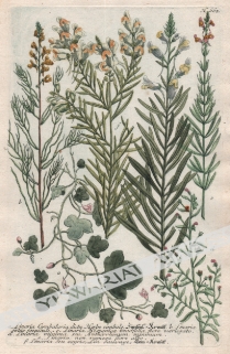 [rycina, 1737-1745] [Cymbalaria] a. Linaria Cymbalaria dicta Herbe cimbale...