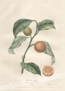 [rycina, 1818-1822] Oranger D'Otaiti [Pomarańcza]