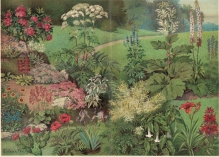 [rycina, 1908] Zierpflanzen I - Rośliny ozdobne