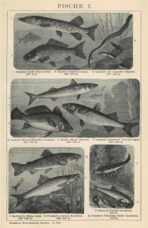 [ryciny, 1902] Fische I-VIIII. [ryby]