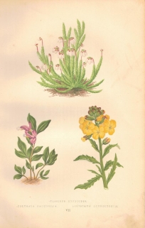 [rycina, 1873] Cassiope Hypnoides (Kasjopeja) Polygala Paucifolia, Erysimum Ochroleucum (Pszonak)