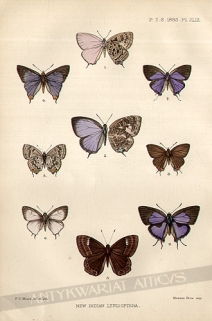 [rycina, 1883] New Indian Lepidoptera [motyle]