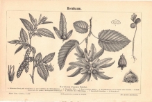 [rycina, 1895] Hornbaum. [grab pospolity]
