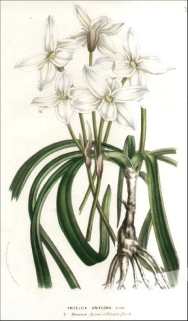 [rycina, ok.1880] Triteleia Uniflora