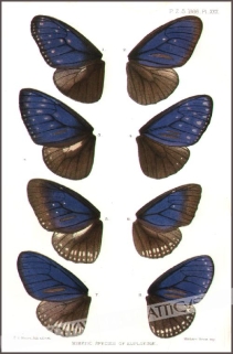 [rycina, 1883] Mimetic Species of Euploeinae [motyle]
