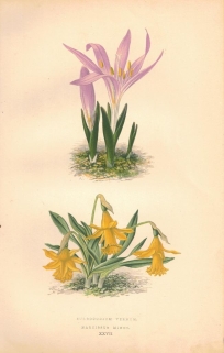 [rycina, 1873] Bulbocodium Vernum (Bulbokodium wiosenne, Zimowit wiosenny) Narcissus Minor (Narcyz , Żonkil mały)