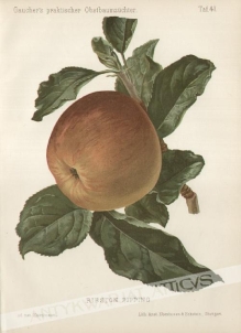 [rycina, 1894] Ribston Pipping [odmiana jabłka Pepina Ribstona]