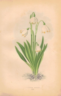 [rycina, 1873] Leucoium Vernum (Śnieżyca wiosenna / Śnieżynka)