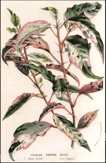 [rycina, ok. 1862] Hibiscus Cooperi   [hibiskus]