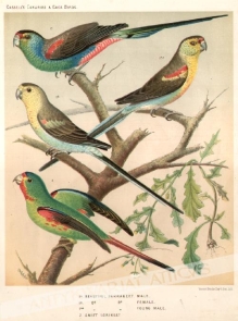 [rycina, ok. 1880] [papugi]1. Beautiful Parrakeet 2. Swift Lorikeet 