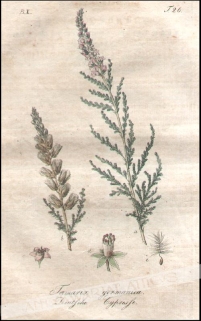 [rycina, 1821] Tamarix germanica. Deutsche Cypresse [Września pobrzeżna]
