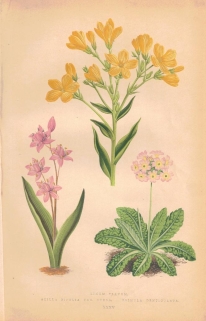 [rycina, 1873] Scilla Bifolia (Cebulica dwulistna) Primula Denticulata (Pierwiosnek ząbkowany) Linum Flavum (Len złocisty)