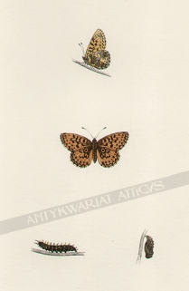 [rycina, ok. 1880] Motyle
