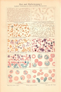 [rycina, ok. 1907] Blut und Blutgewegung I [krew]