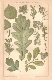 [rycina, 1898] Naturselbstdruck. [oddruk naturalny]