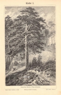[rycina, 1896] Kiefer I-II. [sosna]