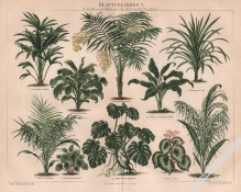 [rycina, ok. 1894 r.] Blattpflanzen I [rośliny pokojowe liściaste]