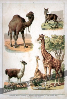 [rycina, ok. 1890] Zwierzęta egzotyczne