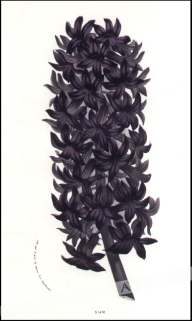 [rycina, ok. 1857] Siam, Hyacinthus orientalis.  [hiacynt wschodni]