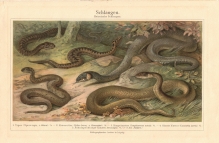 [rycina, 1897] Schlangen [węże]