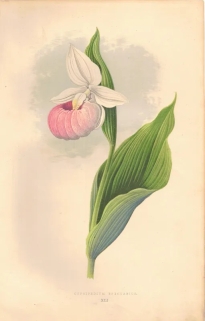[rycina, 1873] Cypripedium Spectabile [Obuwik wielkopłatkowy]