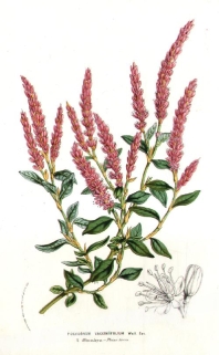 [rycina ok. 1853 r.] Polygonum Vacciniifolium [Persicaria vaccinifolia, rdesty]