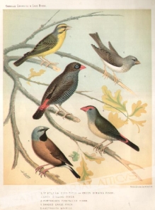 [rycina, ok. 1880] 1. St. Helena Seed-Eater or Green Singing Finch2. Grey Singing Finch3. Australian Fire-Tailed Finch4. Banded Grass Finch5. Australian Waxbill  [kanarki]