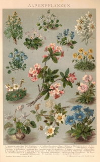 [rycina, 1898] Alpenpflanzen [kwiaty alpejskie]